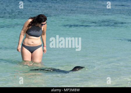 Junge Seelöwen, eine Frau auf einem Strand, Insel San Cristobal Galapagos, Ecuador. Stockfoto