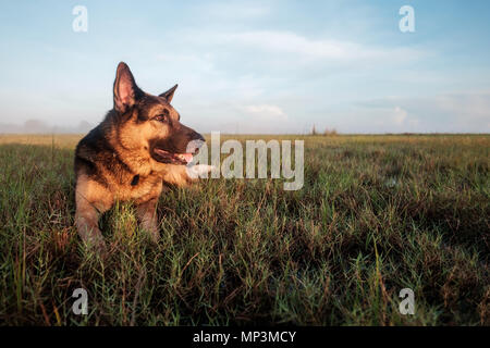 Deutscher Schäferhund wandern in den frühen Morgenstunden im sommer wiese. Stockfoto