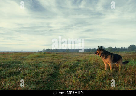 Deutscher Schäferhund wandern in den frühen Morgenstunden im sommer wiese. Stockfoto