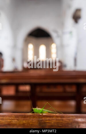 Heuschrecke sitzt auf der Bank in der Kirche Stockfoto