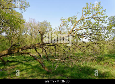 Pedunculate (Englisch) Eiche - Quercus robur gefallenen Baum mit frischen Blätter Stockfoto