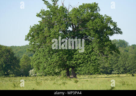 Großen alten Eiche auf einer Wiese mit Wald hinter Stockfoto