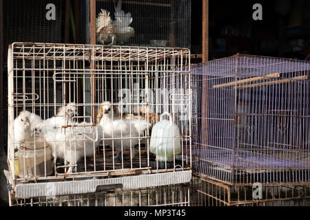 Weiß chikens der besondere Rasse sitzt im Käfig. Stockfoto