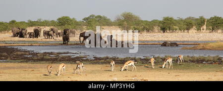 Elefanten, Giraffen und Impalas rund um das Wasserloch Stockfoto