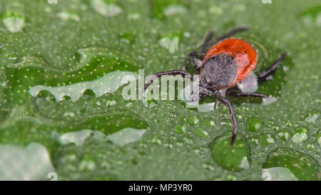 Nasse deer Tick auf grünem Blatt. Ixodes ricinus. Wassertropfen. Gefährliche schwarze legged Parasiten. Taufrisch Frühling Anlage. Überträgt Enzephalitis und Borreliose. Stockfoto