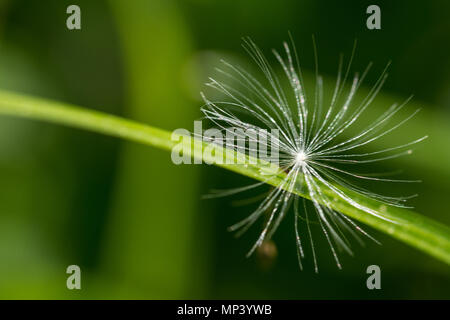 Leichten Flaum von Löwenzahn Samen close-up. Taraxacum officinale. Detail der allein weichen Flaum auf einem Gras stammen. Unscharfer Hintergrund mit Feder grünen Rasen. Stockfoto