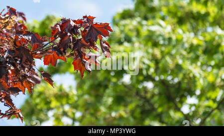 Japanischer Ahorn Zweig. Acer palmatum. Feder klares Wetter. Nahaufnahme von roten sonnenbeschienenen Blätter und geflügelten Samen von Baum. Verschwommenes grün, blauer Himmel, Bokeh. Stockfoto