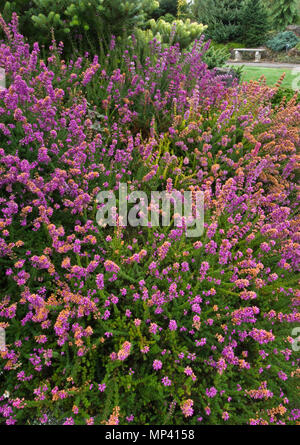 ERICA CINEREA - TWISTED HEIDE' LILA BELL' Stockfoto