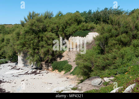 Überwucherte deutsche ww2 Bunker Stockfoto