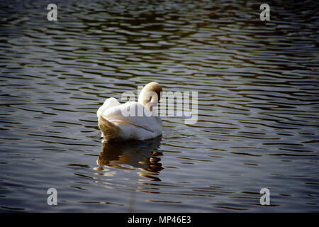 Das Porträt einer Schwan auf die leicht wellige Wasseroberfläche eines Flusses, in dem es reflektiert. Stockfoto