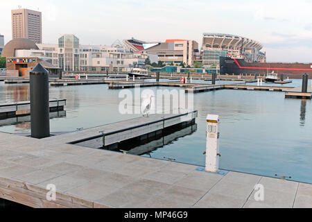 Eine wild Blue Heron steht auf ein leeres Boot Beleg in Cleveland Hafen mit einem Blick auf die Downtown Cleveland Skyline im Hintergrund. Stockfoto