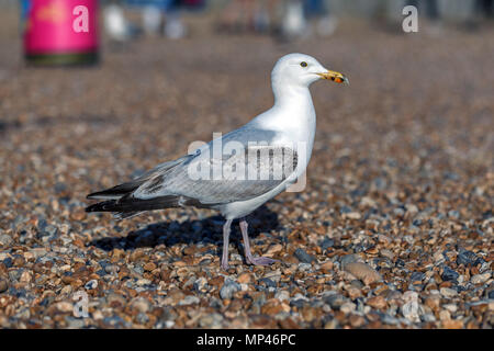 Eine Möwe stehen immer noch am Strand in Brighton, East Sussex, UK. Stockfoto