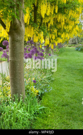 Gelbe Blüte Laburnum Bäume und lila Allium blüht, Goldregen, Vandusen Botanical Garden, Vancouver, British Columbia, Kanada Stockfoto