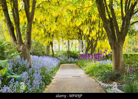 Gelbe Blüte Laburnum Bäume, Glockenblumen und lila Allium blüht, Goldregen, Vandusen Botanical Garden, Vancouver, British Columbia, Kanada Stockfoto