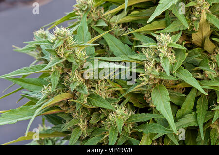 Cannabis Sativa 'Harlekin' CBD hybid Sorte, blühende Pflanze, Washington State. Stockfoto
