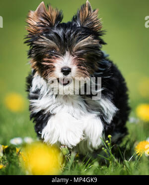 Süße Biewer Yorkshire Terrier Welpen im Gras und Löwenzahn Stockfoto