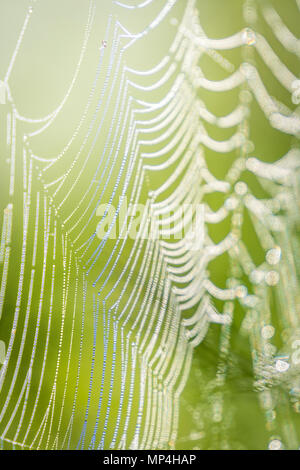Spinnen Web mit Tau auf der Wiese am Morgen Stockfoto