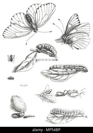 Español: Plancha extraída de Erucarum Ortus. Maria Sibylla Merian (1647 - 1717) Alternative Namen Maria Sibylla Graff Beschreibung Deutsche Maler, Aquarellist, Zeichner, Grafiker, Schriftsteller und Illustrator Datum der Geburt / Tod am 2. April 1647 13. Januar 1717 Ort der Geburt / Todes Frankfurt Amsterdam Arbeit Periode von 1670 bis 1717 Standort Nürnberg (1670-1685), Frankfurt (1685), Friesland (ca. 1685-1695), Amsterdam (1695-1717), Surinam (1699-1701) Kontrolle: Q 62530 VIAF: 106967757 ISNI: 0000 0001 2103 6369 ULAN: 500009826 80115855 LCCN: n NLA: 35859409 Wor Stockfoto