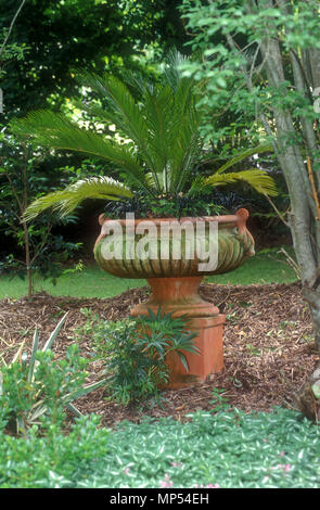 OUTDOOR TERRAKOTTA TOPF MIT CYCAD (CYCAS REVOLUTA) SAGO PALM Stockfoto