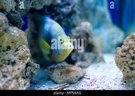 Aquarium bunte Fische im Wassertank, aquarium Stockfoto