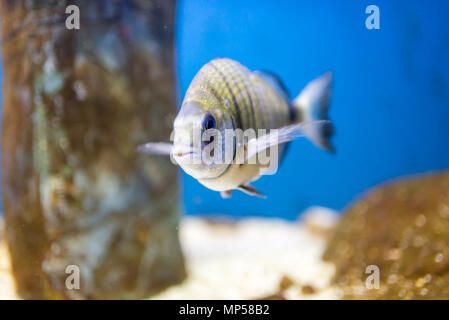 Aquarium bunte Fische im Wassertank, aquarium Stockfoto