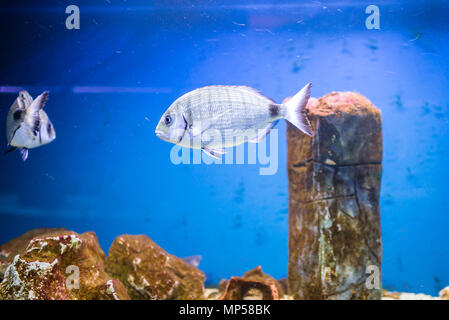 Aquarium bunte Fische im Wassertank, aquarium Stockfoto