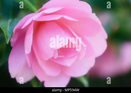 Künstlerische Nahaufnahme von einem schönen rosa Camellia japonica, Japanische camelia Flower in sanften leuchtenden Farben Stockfoto