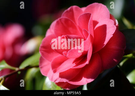 Rote japanische Kamelie schöne Blume Nahaufnahme im Sonnenlicht, Camellia japonica Stockfoto