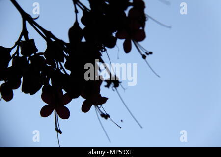 Silhouette der Rosa Phebalium (Phebalium Nottii) Stockfoto