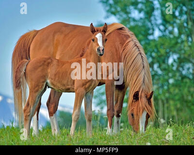 Chestnut 1001 Mare und niedlichen wenige Wochen altes Fohlen im Frühjahr die Wiese. Stockfoto