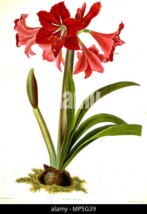 . Hippeastrum ×-Johnsonii. Priscilla Susan begraben (1799-1872) Alternative Namen Priscilla Susan Falkner Beschreibung britischen Botaniker und Illustrator Datum der Geburt / Tod 1793 1869 Ort der Geburt / Todes Liverpool Croydon Authority control: Q 3403777 VIAF: 40268160 Botaniker: Bury GND: 122741110 1029 Priscilla Susan begraben. c 1790 - c 1870 Stockfoto