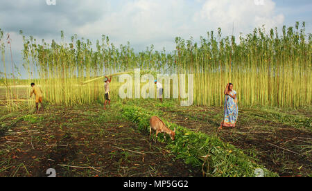 Eine Frau Herden Ziegen in das Feld ein. Narail, Bangladesch. August 2010. Stockfoto