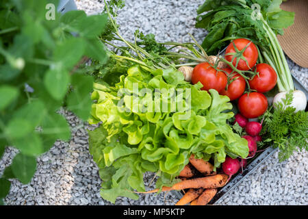Kiste voller frisch geerntete Gemüse in einem Garten. Homegrown bio produzieren Konzept. Ansicht von oben. Nachhaltige Landwirtschaft. Stockfoto