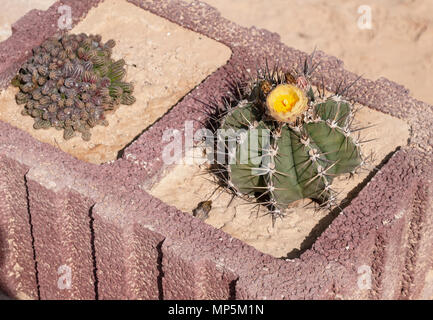 Betonblock cactus Pflanzmaschine mit Erdnuss Kaktus und der Mönch Cactus mit gelben Blüten und Knospen Stockfoto