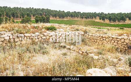 Ein Vinyard in der Yatir Wald in Israel mit den Ruinen der Anim Synagoge im Vordergrund. Stockfoto