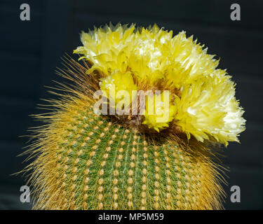 Ungewöhnliche und schöne gelbe Blüte Kugel Kaktus Parodia leninghausii in voller Blüte Stockfoto