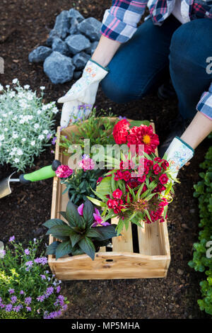 Nicht erkennbare weibliche Gärtner holding Kiste voller Blumen bereit gepflanzt werden. Gartenarbeit Konzept. Garten- und Landschaftsbau Business Startup. Stockfoto