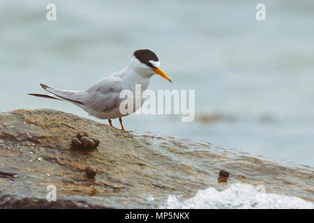 Mindestens Tern sorgfältig beobachtete, wie die Flut, wie die Wellen auf seiner Stange waschen. Stockfoto