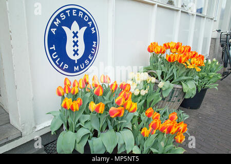 Amsterdam, Holland, April 2018, Tulpen außerhalb des Amsterdamer tulip Museum Stockfoto