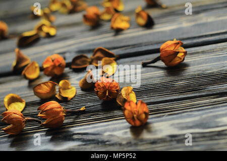 Schöne Blütenstände und Blüten auf dunklem Hintergrund. Foto mit Kopie Raum Stockfoto