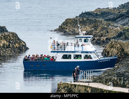 Passagiere auf Mai Prinzessin Touristenboot, Insel, Scottish Natural Heritage Nature Reserve, Schottland, UK abzuweichen. Stockfoto