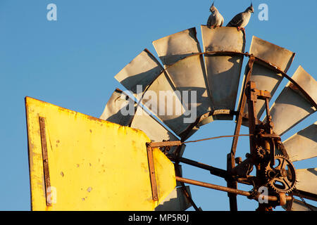 Quorn South Australia, Haarschopf Tauben auf der Windmühle in der späten Nachmittagssonne Stockfoto