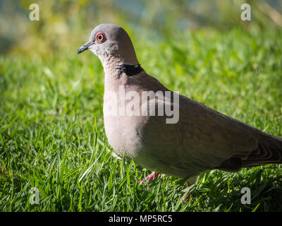 Closeup Portrait von Taube oder Streptopelia decipiens auf grünem Gras, Namibia, Afrika Stockfoto