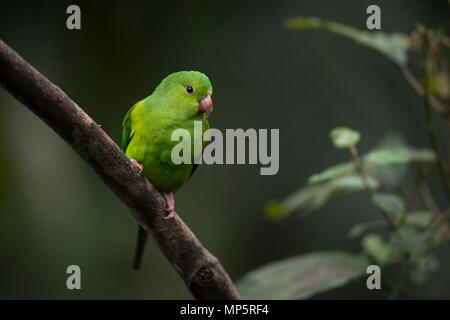 Eine einfache Parakeet (Sperlingsvögel tirica) von den Atlantischen Regenwald von SE Brasilien Stockfoto