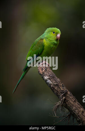 Eine einfache Parakeet (Sperlingsvögel tirica) von den Atlantischen Regenwald von SE Brasilien Stockfoto