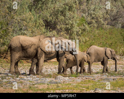 Wüstenelefanten Familie trinken aus Pfütze von Wasser im Hoarusib River Bed, Namibia, Südafrika Stockfoto