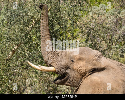 Portrait der männlichen Wüstenelefanten Fütterung auf Baum im Hoarusib River Bed, Namibia, Südafrika Stockfoto