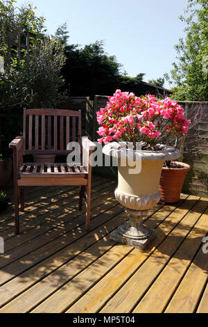 RHODODENDRON. AZALEA WINSOME IN EINER RUHIGEN SCHATTIGEN GARTEN SITZECKE Stockfoto