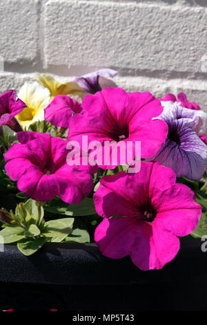 PETUNIA EASY WAVE IN EINEM SOMMER WAND WARENKORB wächst. Stockfoto