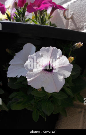 PETUNIA EASY WAVE IN EINEM SOMMER WAND WARENKORB wächst. Stockfoto